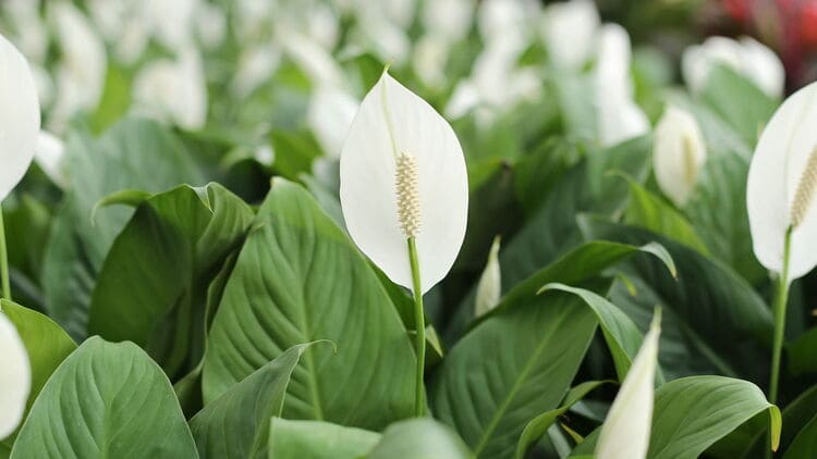 Plantas que Purificam o Ar e São Fáceis de Cuidar