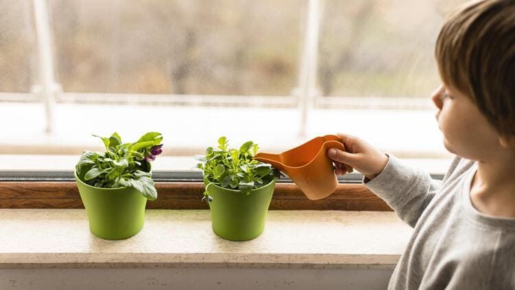 Plantas Medicinais Que Você Pode Cultivar em Casa