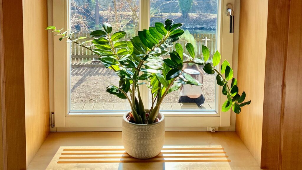 Plantas que Purificam o Ar