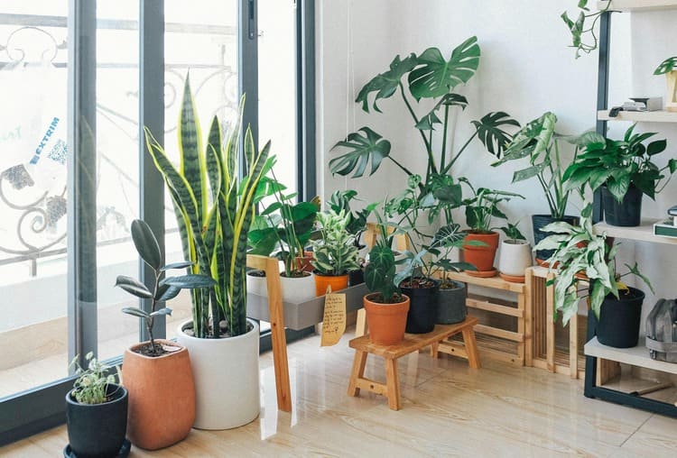 Plantas que Purificam o Ar e São Fáceis de Cuidar