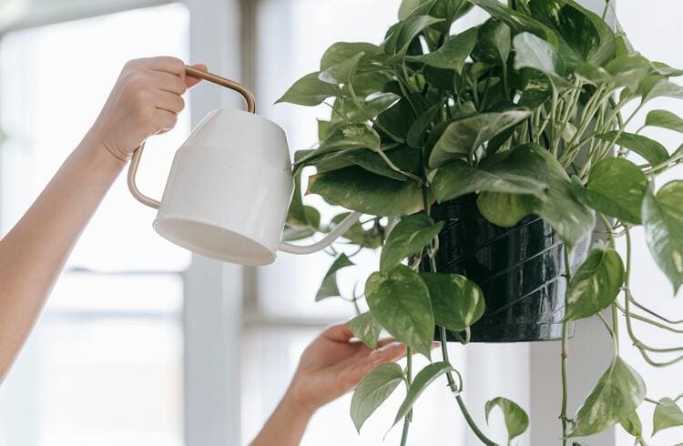 Plantas que Purificam o Ar e São Fáceis de Cuidar