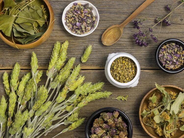 Plantas Medicinais Que Você Pode Cultivar em Casa