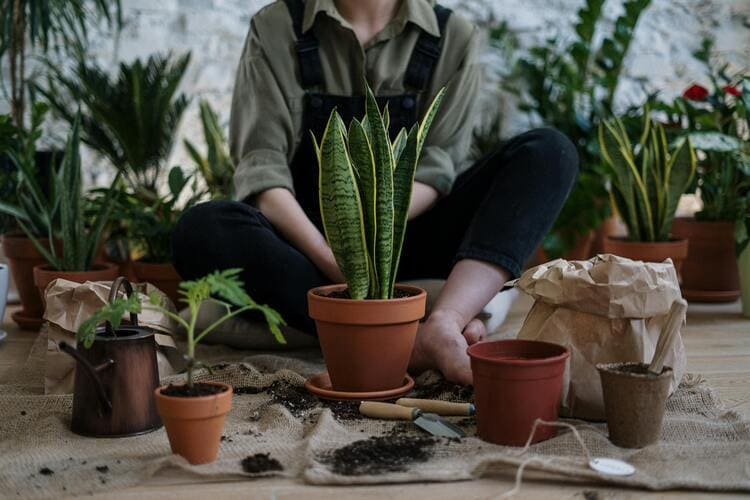 Como Cuidar de Suculentas Para Ter Plantas Deslumbrantes